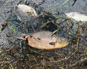 В Немане случился мор рыбы 