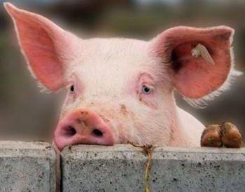 Польша, Румыния и Испания могут усилить свои позиции на свиноводческом рынке ЕС