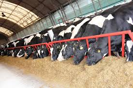 Беларусь предлагает Амурской области реализовать пилотный проект по созданию молочно-товарных комплексов