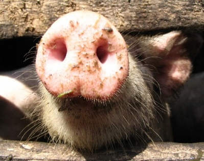 Министерство уверяет, что АЧС в Беларуси нет. Но свинину перевозить запрещено