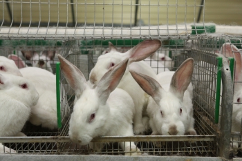 Кролиководство - малый и средний бизнес