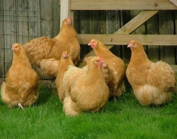 Беларусь разрешила ввоз мяса птицы из Германии