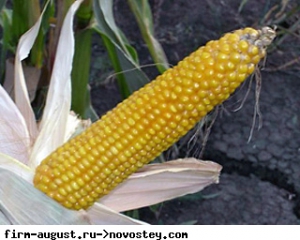 Уборка урожая: тонна за тонной