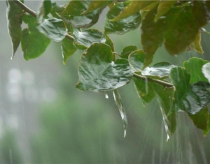 Дожди усложняют уборку зерновых и зернобобовых культур