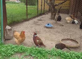 В Минске закрывают мини-зоопарк «Карлуша», а птиц хотят усыпить