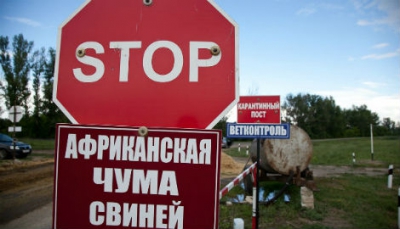 Населению компенсируют потери в связи с убоем свиней из-за АЧС