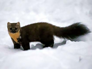 Сезон охоты на пушных зверей откроется в Беларуси 3 ноября