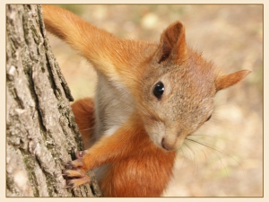 Перепись лесных обитателей начинается в Витебской области