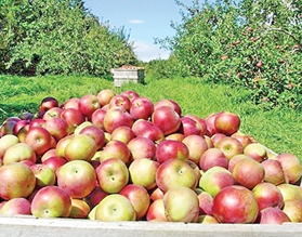Белорусские переработчики не готовы к рекордному урожаю яблок