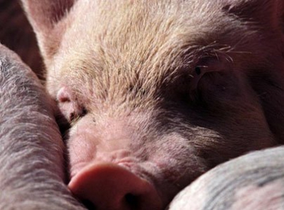 Ветврач Минской области: забой скота оттягивать нельзя