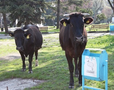 В Минске хотят запретить держать коров, лошадей и коз