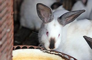 Промышленное производство мяса кролика создадут в 2014 году в Круглянском районе