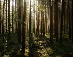 Cудьбу белорусских лесов обсудят на конференции в Минске