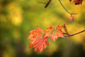 На следующей неделе в Беларуси будет на 3-6 градусов теплее обычного