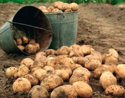 Сельхозорганизации Беларуси начали уборку картофеля