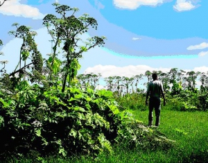 За январь-июль борщевик Сосновского уничтожен на 2,5 тыс.га