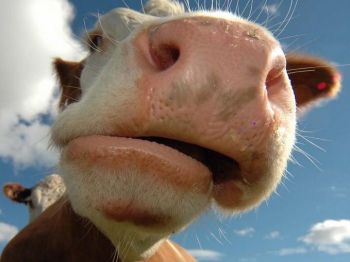 Виды кормушек для коров и как сделать емкость самостоятельно