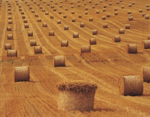 Чистая прибыль сельского хозяйства в 2012 году составила BYR 4,3 трлн.