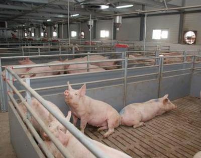 Первая очередь свиноводческого комплекса на 24 тыс. голов введена в строй в Пинском районе