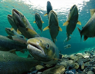 В Беларуси утверждена концепция развития рыболовного хозяйства