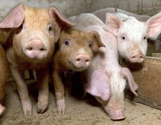 Беларусь 4 сентября вводит ограничения на ввоз российских свиней