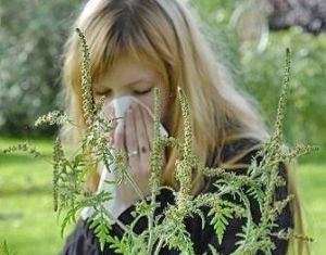 Осторожно, амброзия!