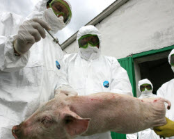 В Беларуси скрыли истинную причину АЧС?