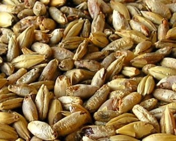 Китайцы будут производить солод в Беларуси