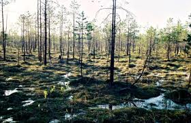 Проект национальной стратегии по сохранению водно-болотных угодий и устойчивому использованию месторождений торфа разрабатывают в Беларуси