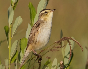 Браславские озера и пойма Щары получили статус территорий, важных для птиц
