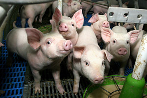 Минсельхозпрод Беларуси опроверг информацию о вспышке АЧС в Столбцовском районе