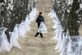 Лесхозы оперативно готовятся к заготовке березового сока 