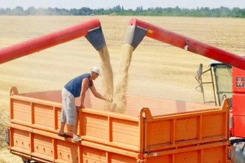 Урожай зерна в Беларуси превысил прошлогодний на 10% 