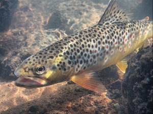 В Островецком районе лосося, идущего на нерест, будут охранять патрули