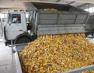 Хозяйства Гомельской области приступили к выборочной уборке кукурузы