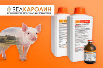 Антибактериальная и противовоспалительная защита свиней