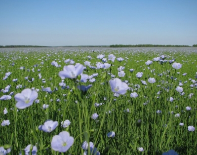Белорусские производители льна изучают опыт Франции