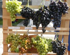 13-14 сентября в Гродно пройдет Выставка "Виноград-2012"
