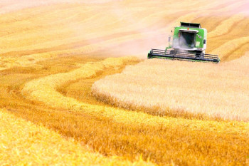 Россия собрала рекордный урожай пшеницы