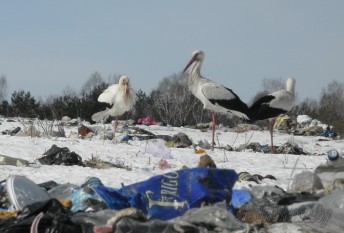 Для вернувшихся домой аистов, дроздов, ласточек затянувшаяся зима стала катастрофой