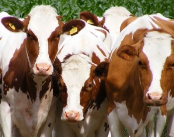 Беларусь временно ограничила ввоз скота из Марокко из-за ящура