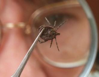 Идет вторая волна активности клещей