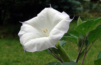 Гомельский школьник отравился дурманом