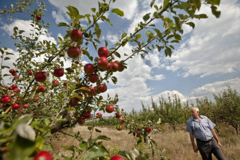 Производство сельскохозяйственной продукции в Молдове в 2020 году сократилось на 25,3%