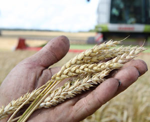 Хозяйства Минской области намолотили более 650 тыс.т зерна