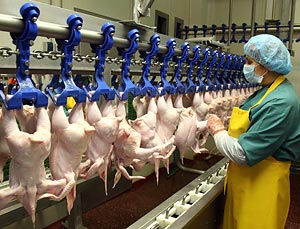 Минсельхозпрод Беларуси ограничил ввоз птицы из провинции КНДР