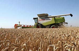 В Беларуси убрана половина площадей зерновых и зернобобовых