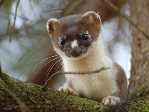 Сезон охоты на горностая открывается в Беларуси