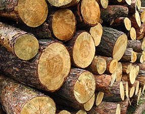 Размер лесосечного фонда в 2013 году будет увеличен на 6,6%