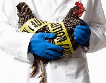 Беларусь ограничивает ввоз птицы из Франции